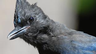 A blue bird with a dark blue-black head with crest feathers looks to the viewer's left