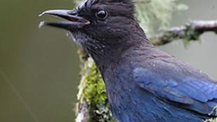 Steller's Jay