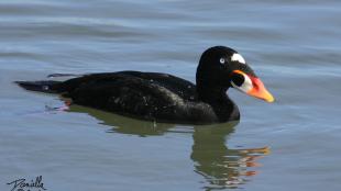 Surf Scoter