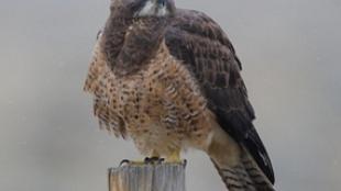 Swainson's Hawk