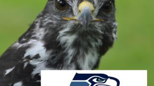 Taima, an Osprey, aka "Seahawk"