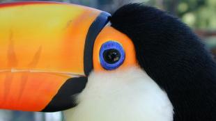 Toco Toucan seen in closeup, with black and white head, large orange beak and bright blue-ringed eye