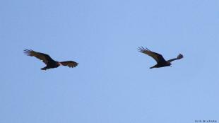 Turkey Vulture and Zone-tailed Hawk