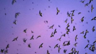 A Flock of Vaux's Swifts