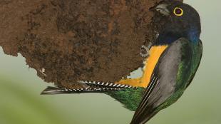 A Violaceous Trogon perched on a wasp nest