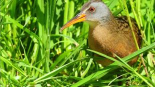 Virginia Rail