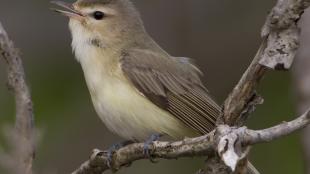 Warbling Vireo