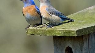 Western Bluebirds