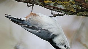 White-breasted Nuthatch