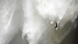 White-collared Swift flying by waterfall spray