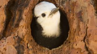 White-headed woodpecker