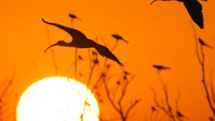 White Ibis' in Flight