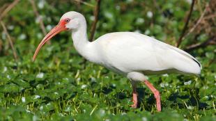 White Ibis