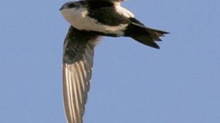 White-throated Swift in Flight