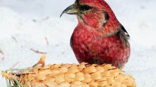 White-winged Crossbill sitting at a pinecone in snow