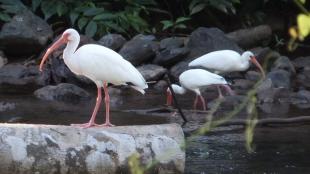 White Ibises in wet habitat