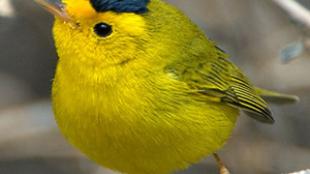 Wilson's Warbler