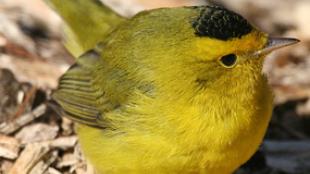 Wilson's Warbler