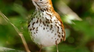 Wood Thrush