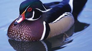 Wood Duck