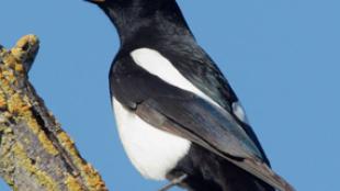 Yellow-billed Magpie