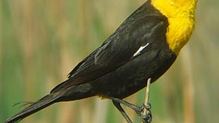 Yellow-headed Blackbird