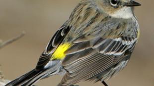 Yellow-rumped Warbler
