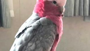 Rose-breasted Cockatoo