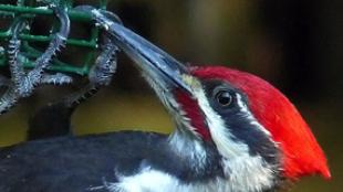 Pileated Woodpecker