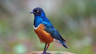 Superb Starling