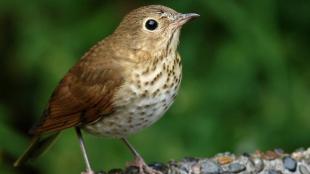 Swainson's Thrush