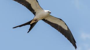 Swallow-tailed Kite