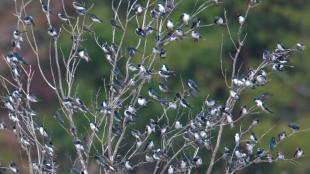 Tree Swallows roosting in trees