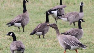 Tundra Bean-Goose