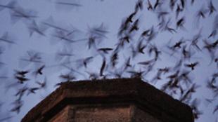 Vaux's Swifts