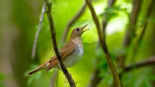 Veery singing on a branch