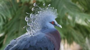 Victoria Crowned Pigeon