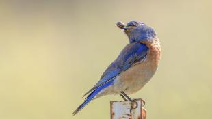 Western Bluebird with a pillbug