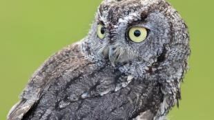 Western Screech-Owl