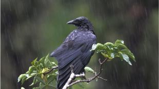 American Crow sitting in light rain, its feathers wet