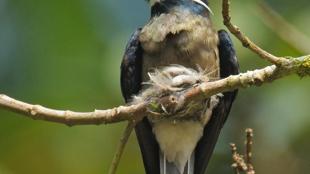 Whiskered Treeswift