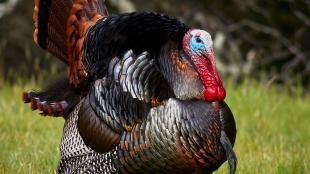 Wild Turkey