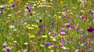 Wildflowers