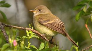 Willow Flycatcher