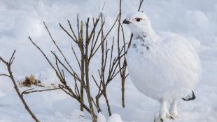 Willow Ptarmigan in snow