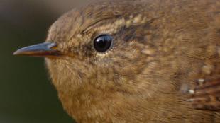 Winter Wren