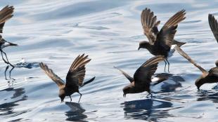 Wilson's Storm Petrel flock