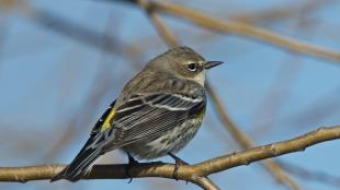 Yellow-rumped Warbler