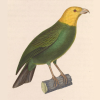 An illustration of a perched ‘Ō‘ū, with a yellow head and greenish body.