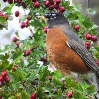 American Robin on a branch with berries